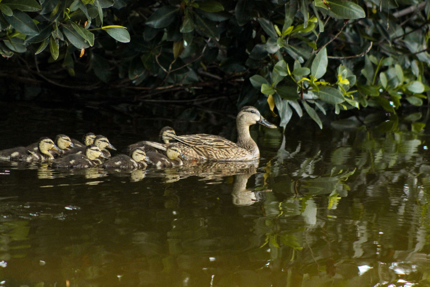 Duck